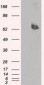 LTA4H / LTA4 Antibody (clone 9G8)